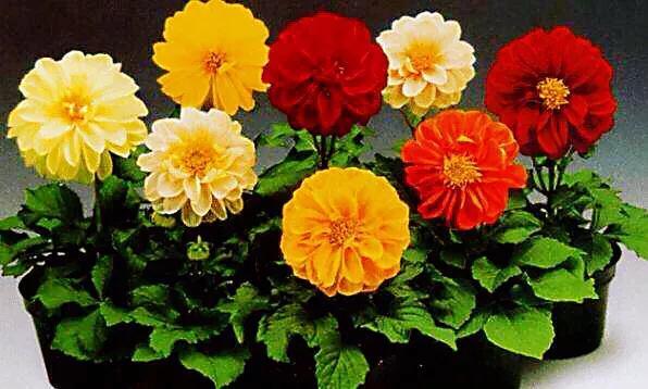 小丽花～花色绚丽，灼灼芳华，给人以憧憬和希望