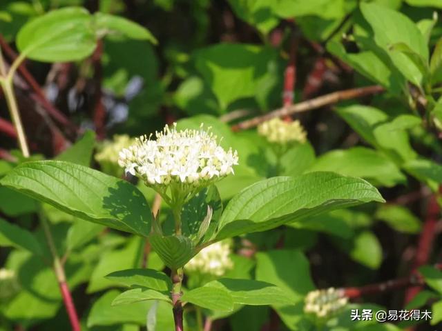 花卉观花闻香，盆景重在造型，这种植物却可以赏枝茎