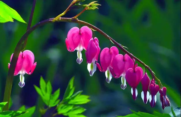 荷包牡丹花，真漂亮