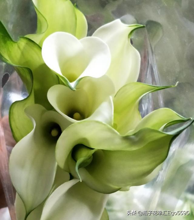 简单的花型，却透视出高雅的魅力，凛然而美丽的马蹄莲