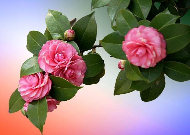 邀您共赏——山茶花