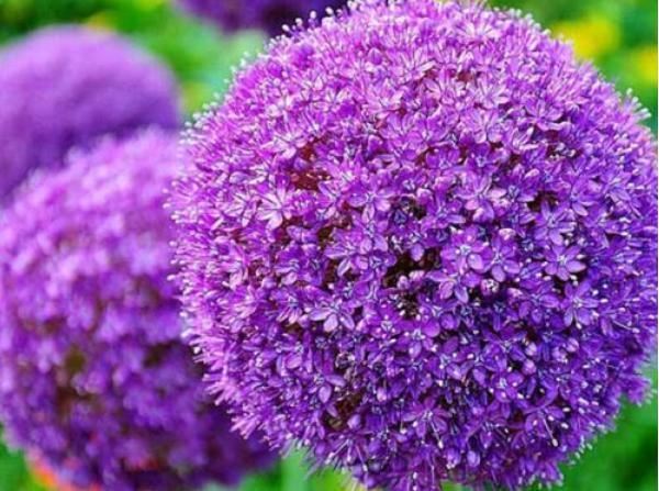 大花葱开紫红粉,聪明可爱小圆球 大花葱开紫红粉,聪明可爱小圆球