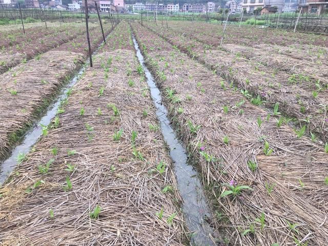 种植一亩兰科白芨，成为村里的美景，分享购种、盆栽繁殖的经验