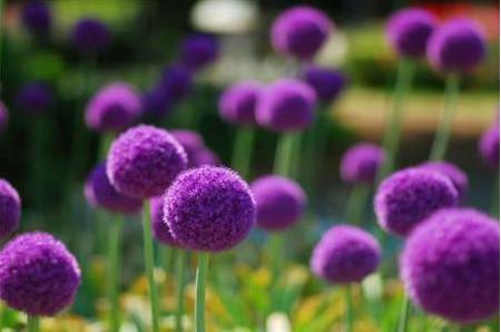 大花葱开紫红粉,聪明可爱小圆球 大花葱开紫红粉,聪明可爱小圆球