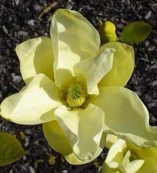 黄色玉兰品种知多少