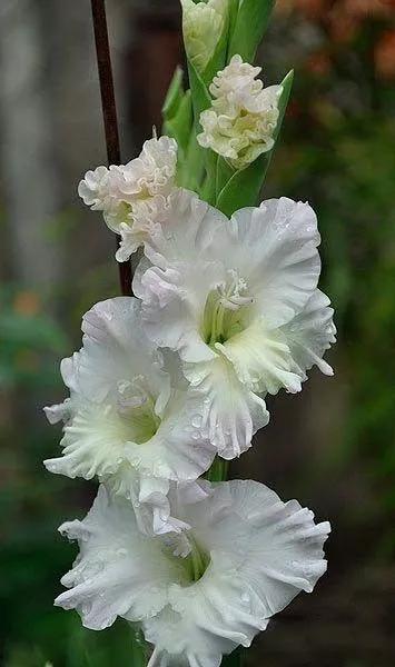 养眼鲜花照，太养眼了