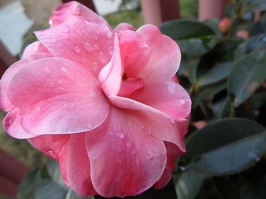 邀您共赏——山茶花