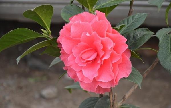 邀您共赏——山茶花