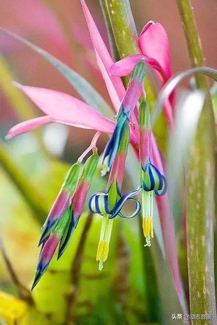 鲜花朵朵迎春来