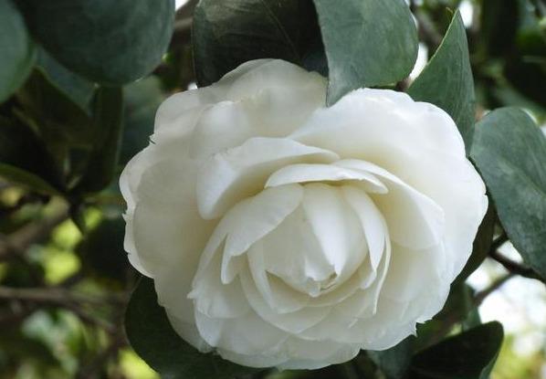 邀您共赏——山茶花