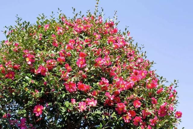 邀您共赏——山茶花