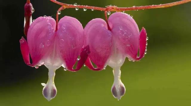 荷包牡丹花，真漂亮