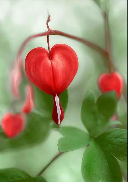 荷包牡丹花，真漂亮