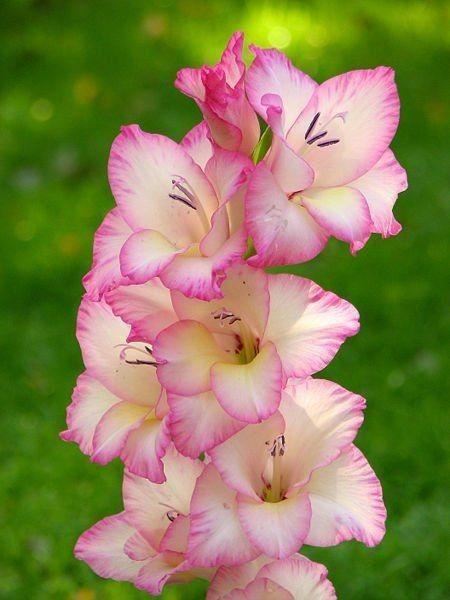 养眼鲜花照，太养眼了