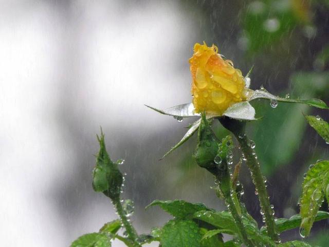 雨中花朵让人怜