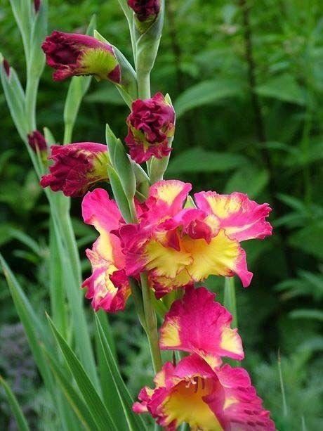养眼鲜花照，太养眼了