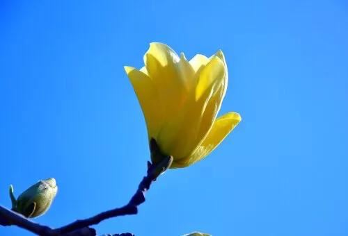 黄色玉兰品种知多少