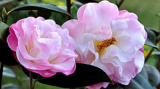 邀您共赏——山茶花