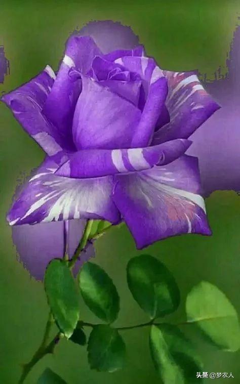 玫瑰世间难得的美