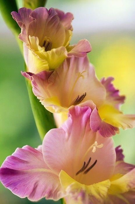 养眼鲜花照，太养眼了