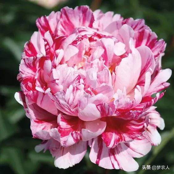 玫瑰世间难得的美