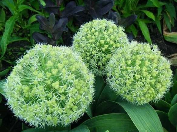 大花葱开紫红粉,聪明可爱小圆球 大花葱开紫红粉,聪明可爱小圆球