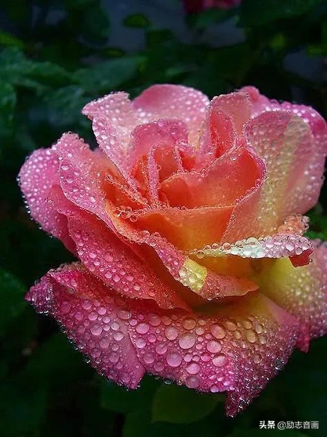 鲜花朵朵迎春来