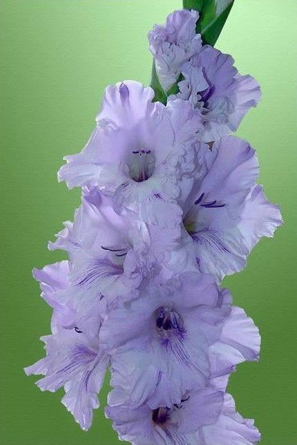 养眼鲜花照，太养眼了