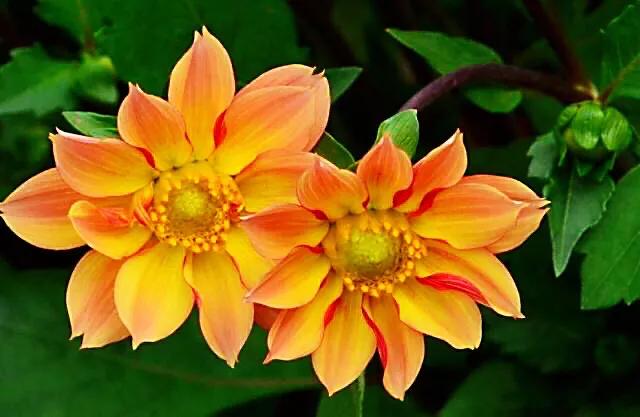 小丽花～花色绚丽，灼灼芳华，给人以憧憬和希望