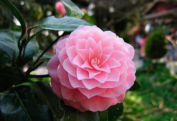 邀您共赏——山茶花