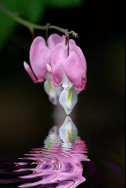 荷包牡丹花，真漂亮