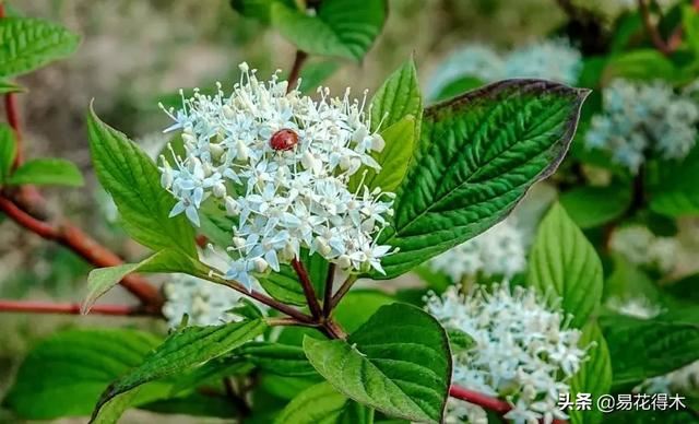 花卉观花闻香，盆景重在造型，这种植物却可以赏枝茎