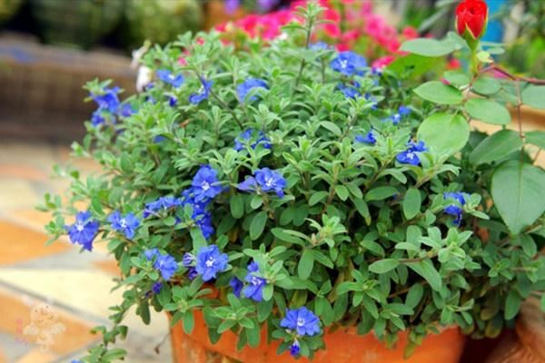 “花期仅一天，天天开新花”的“蓝星花”可四季常开，永不言败