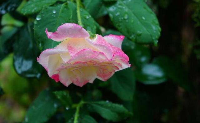 雨中花朵让人怜
