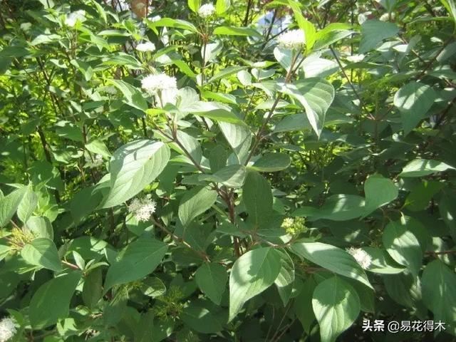 花卉观花闻香，盆景重在造型，这种植物却可以赏枝茎