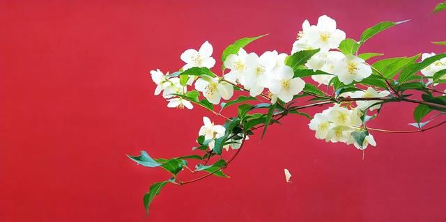 太平花～犹如玉蝶飞舞，花香似梅如兰