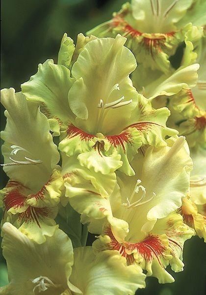 养眼鲜花照，太养眼了