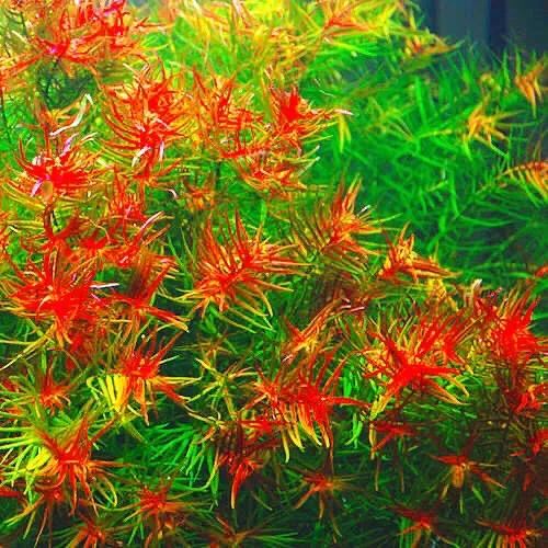 红雨伞草～水缸草的新宠，被称为沼泽美人鱼草