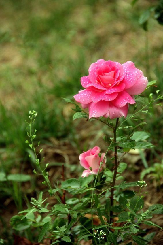 雨中花朵让人怜