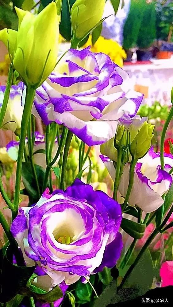 玫瑰世间难得的美