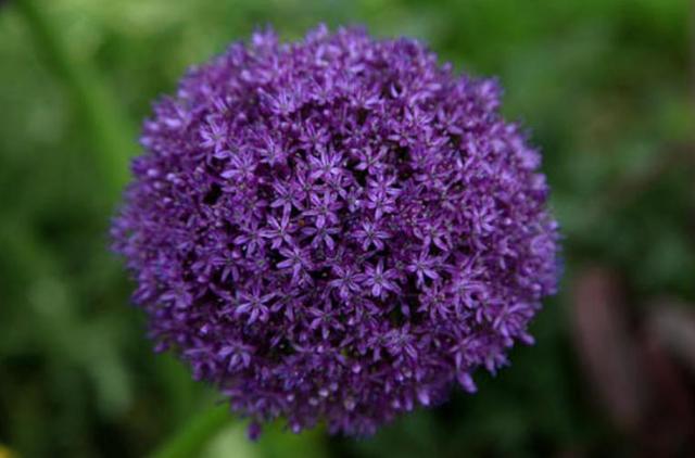 大花葱开紫红粉,聪明可爱小圆球 大花葱开紫红粉,聪明可爱小圆球