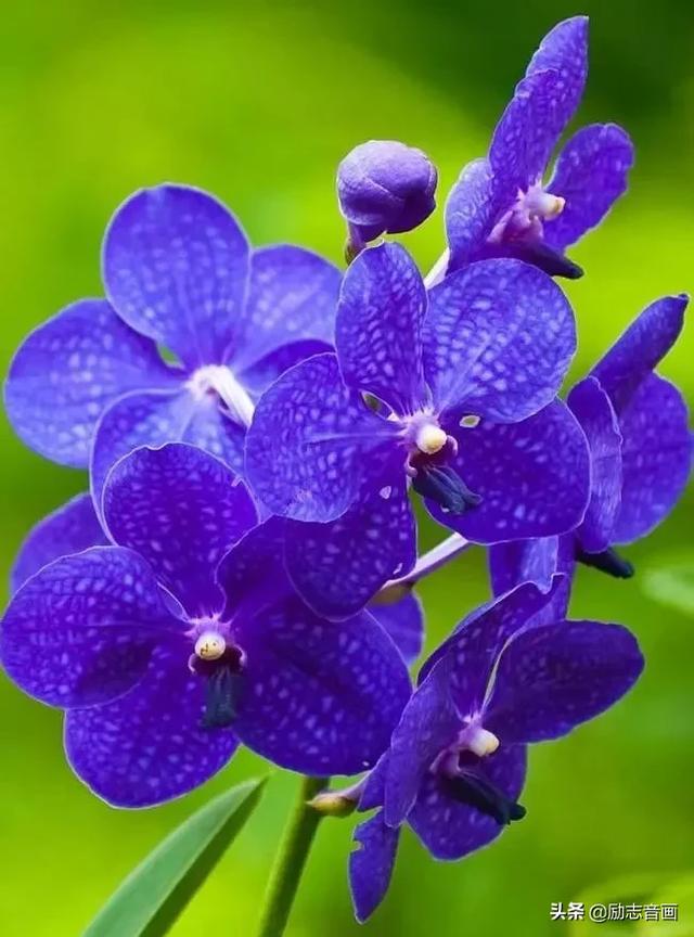 鲜花朵朵迎春来