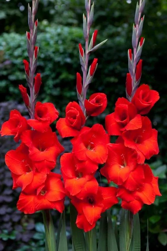 养眼鲜花照，太养眼了