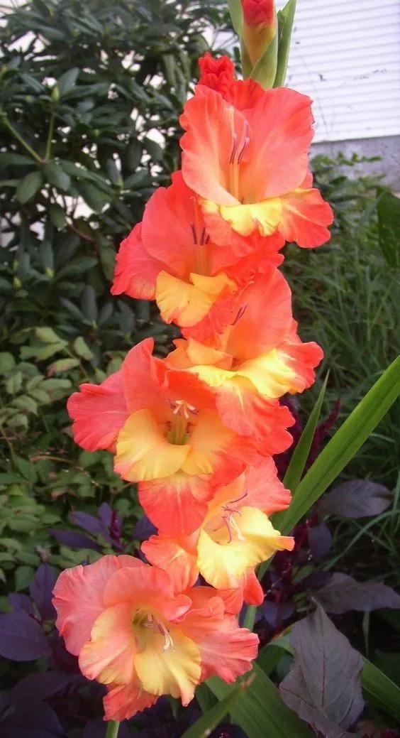 养眼鲜花照，太养眼了
