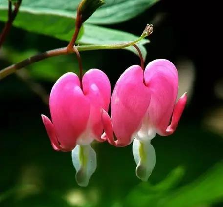 荷包牡丹花，真漂亮