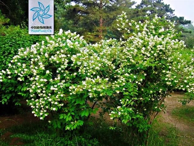 太平花～犹如玉蝶飞舞，花香似梅如兰