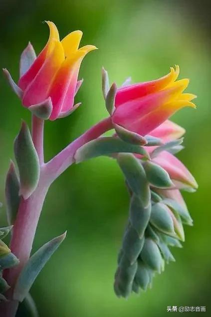 鲜花朵朵迎春来