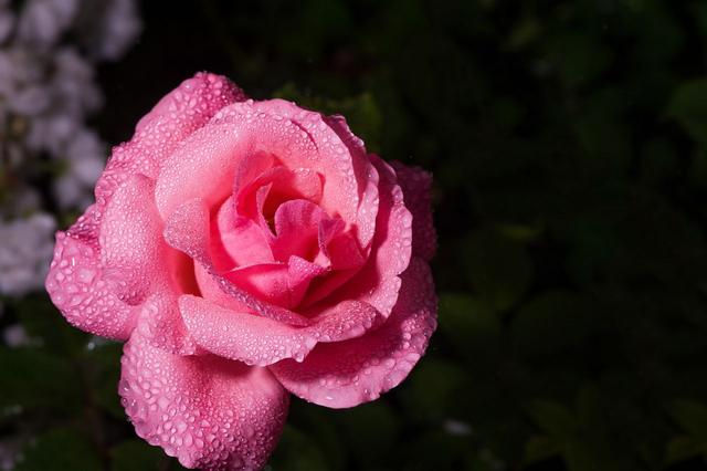 雨中花朵让人怜