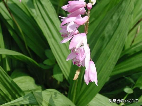 既耐阴又耐寒的宿根花卉白芨花朵娇美别名热带兰花