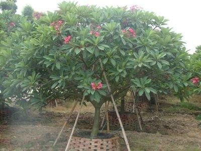 红花鸡蛋花聚伞花序顶生，花冠漏斗状，粉红色，具芳香